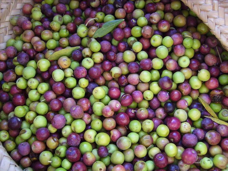 List of olive cultivars