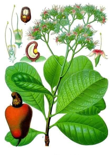 List of plants of Cerrado vegetation of Brazil