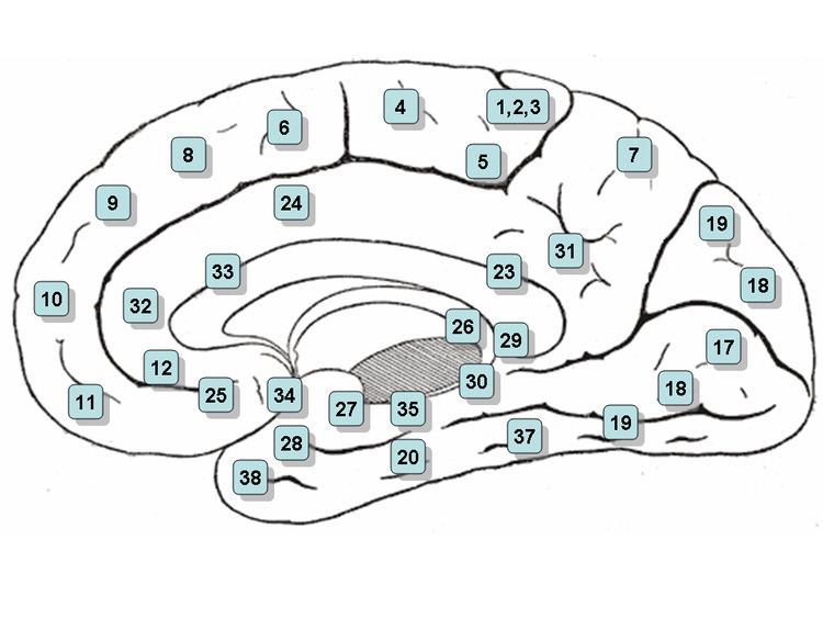 List of regions in the human brain