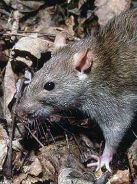 List of rodents