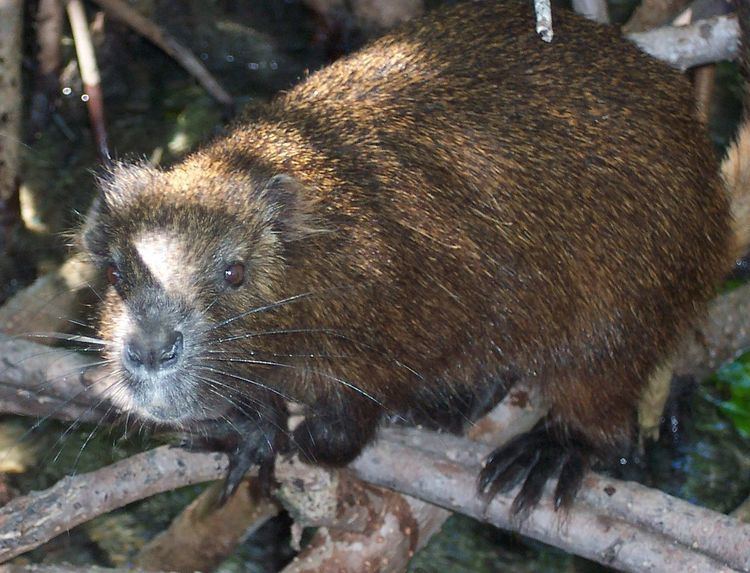 List of rodents of the Caribbean