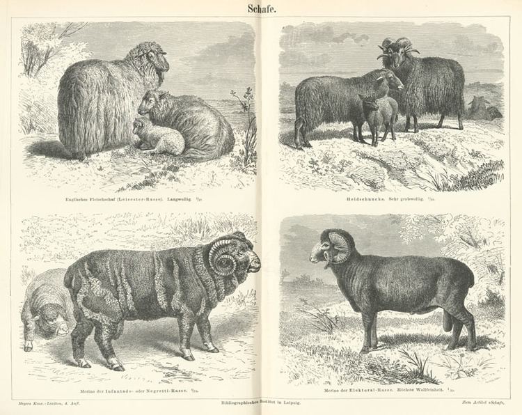 List of sheep breeds