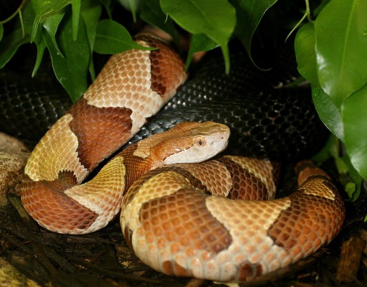 List of snakes of Missouri