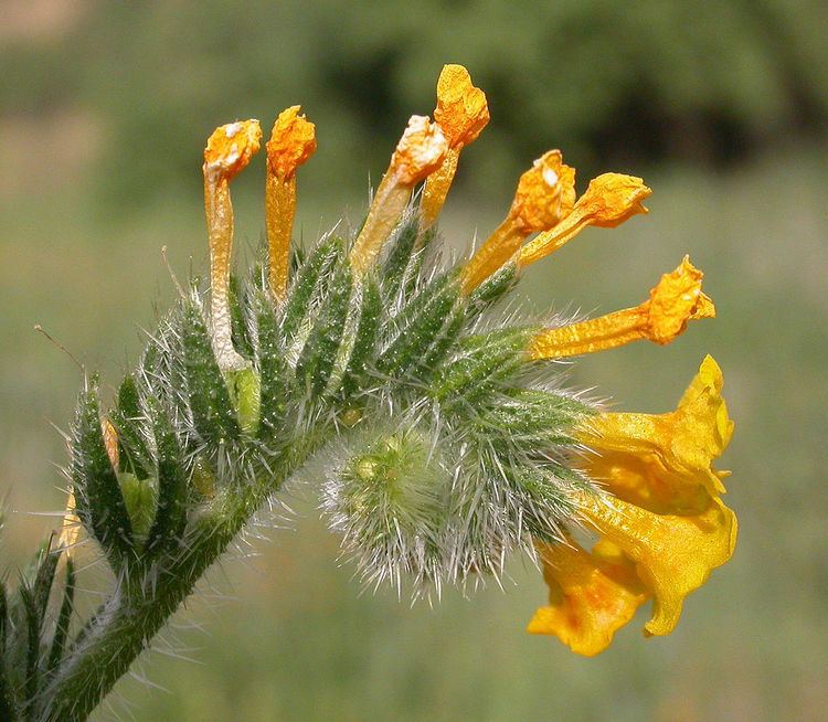 List of Sonoran Desert wildflowers