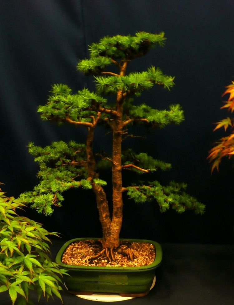 List of species used in bonsai