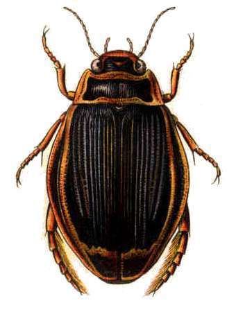 List of subgroups of the order Coleoptera
