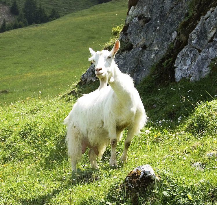List of Swiss goat breeds