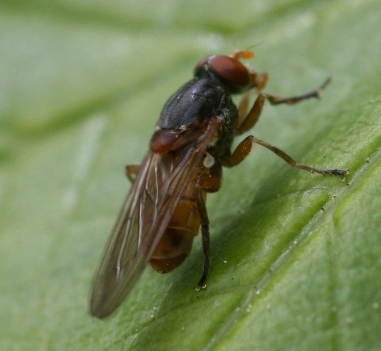 List of Syrphidae genera