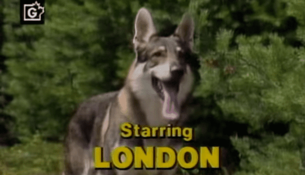 List of The Littlest Hobo episodes 21 Times quotThe Littlest Hoboquot Was The Most WTF Show Ever