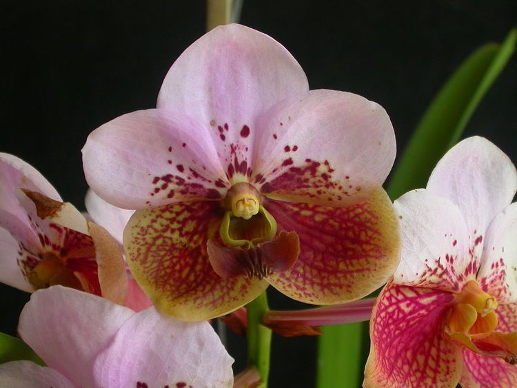 List of the orchids of the Philippines