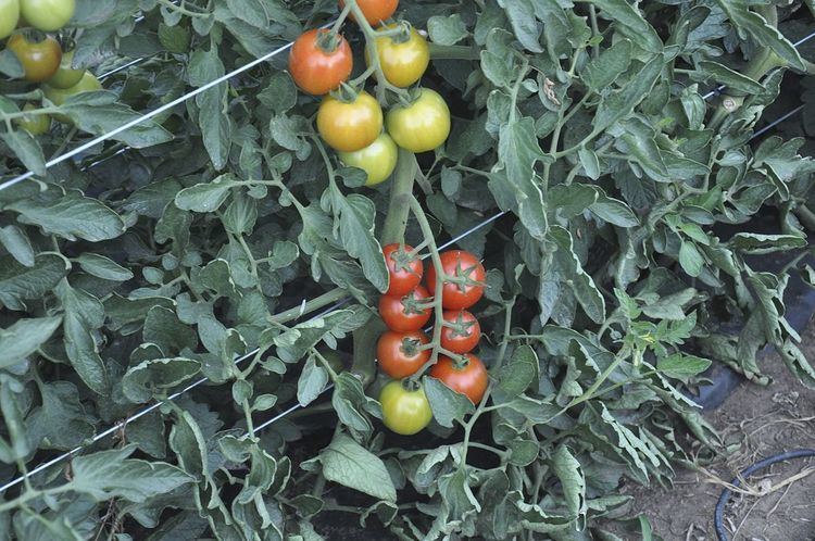List of tomato cultivars