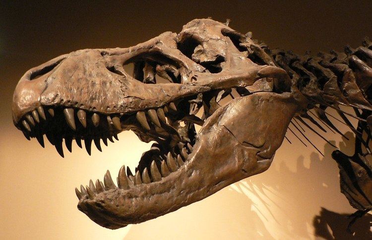 List of transitional fossils
