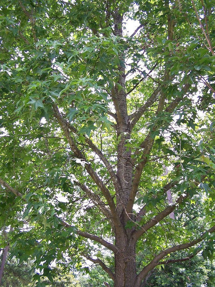 List of tree genera