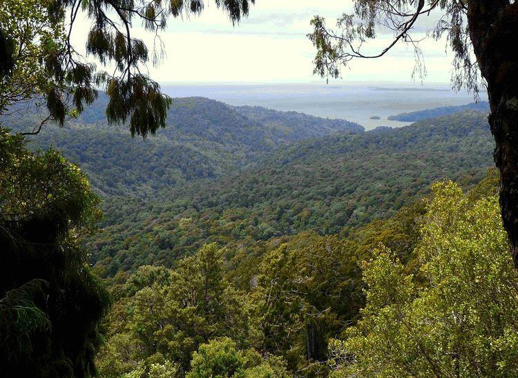 List of trees native to New Zealand