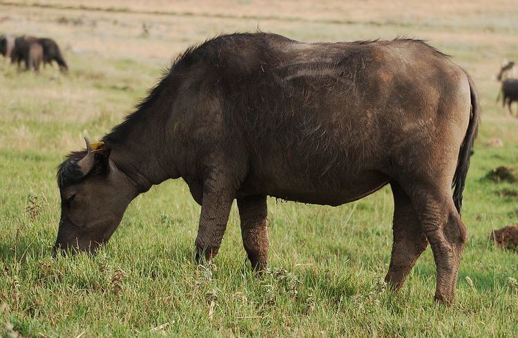 List of water buffalo breeds