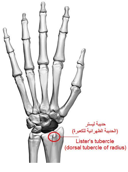 Lister's tubercle