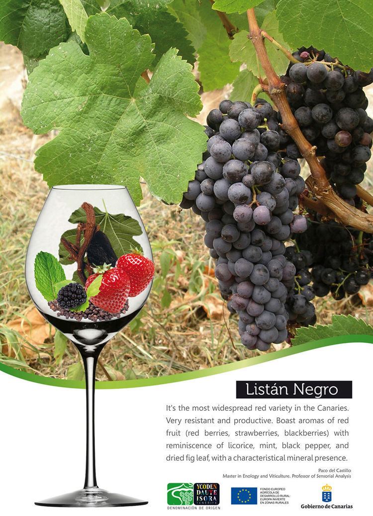 Listán negro Grape Varieties