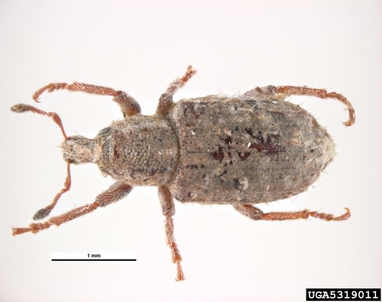 Listronotus bonariensis Argentine stem weevil Listronotus bonariensis Coleoptera