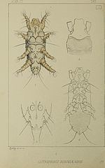 Listrophoridae httpsuploadwikimediaorgwikipediacommonsthu