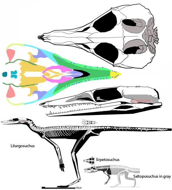 Litargosuchus wwwreptileevolutioncomimagesarchosauromorphad