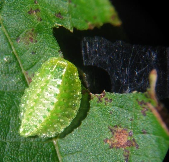 Lithacodes fasciola Lithacodes fasciola Yellowshouldered Slug Moth Prairie Haven