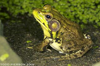 Lithobates clamitans Lithobates clamitans Bronze Frog Discover Life
