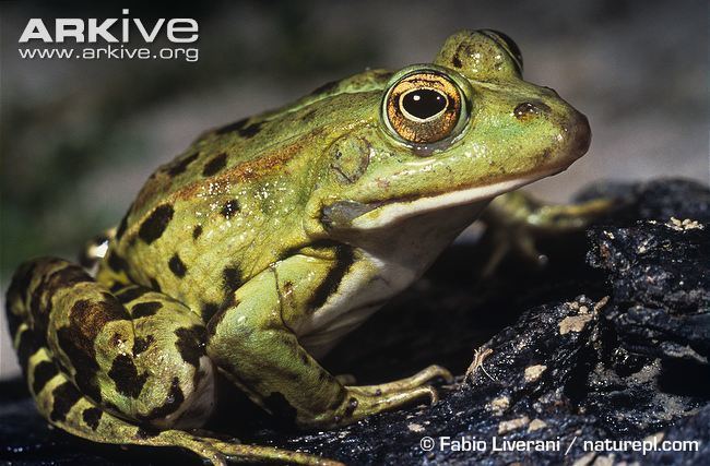 Lithobates clamitans Green frog videos photos and facts Lithobates clamitans ARKive