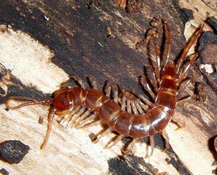 Lithobius Brown Centipede Lithobius forficatus NatureSpot