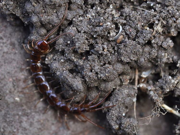 Lithobius Brown Centipede Lithobius forficatus