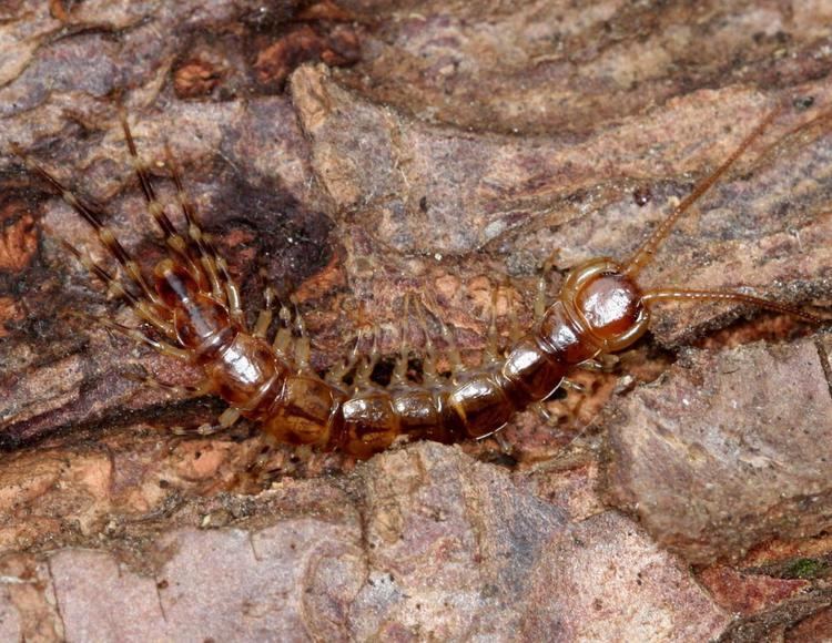 Lithobius variegatus Banded Centipede Lithobius variegatus NatureSpot