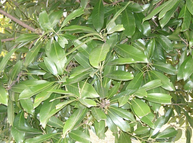 Lithocarpus FileLithocarpus edulis1jpg Wikimedia Commons