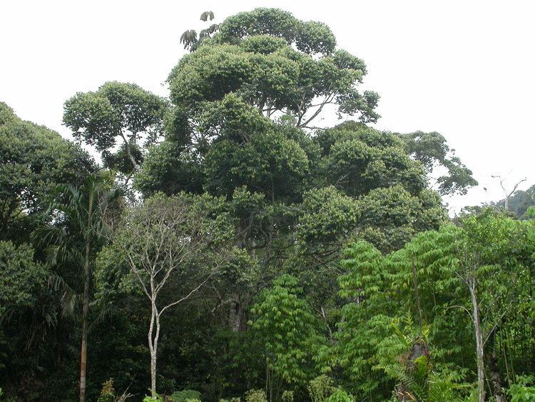 Lithocarpus PNGTreesKey Lithocarpus megacarpus Soepadmo