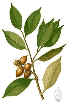 Lithocarpus httpsuploadwikimediaorgwikipediacommonsthu
