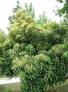 Lithocarpus edulis wwwpfaforgAdminPlantImagesLithocarpusEdulisjpg
