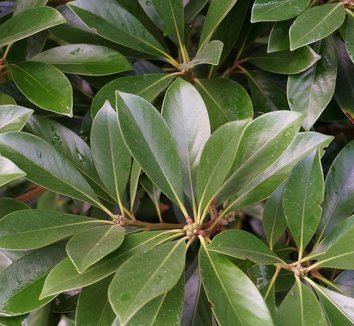 Lithocarpus edulis Lithocarpus edulis Tanbark Oak Japanese Stone Oak plant lust