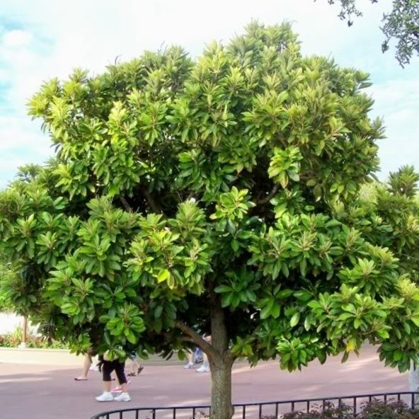 Lithocarpus edulis edulis