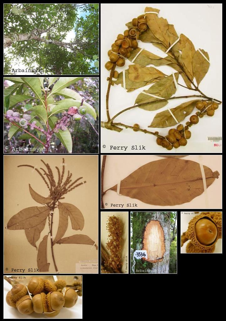 Lithocarpus elegans wwwasianplantnetFagaceaeLithocarpuselegansjpg