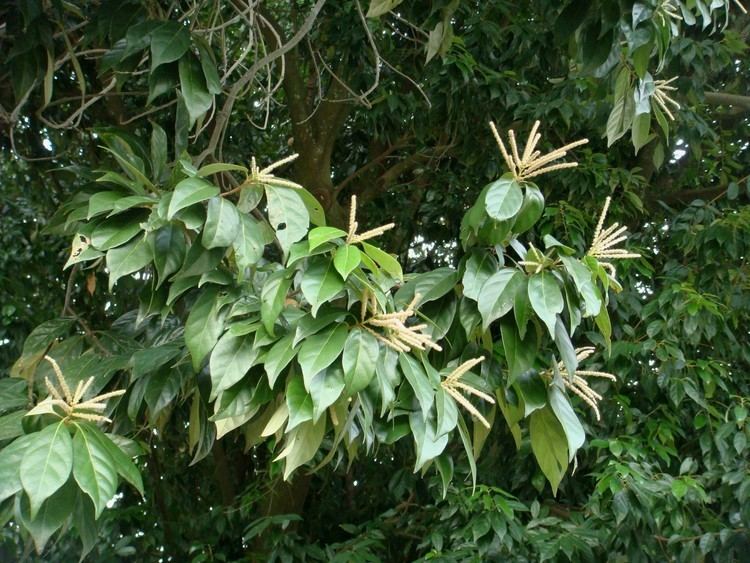 Lithocarpus glaber Lithocarpus glaber Thunberg Nakai