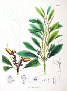 Lithocarpus glaber httpsuploadwikimediaorgwikipediacommonsthu