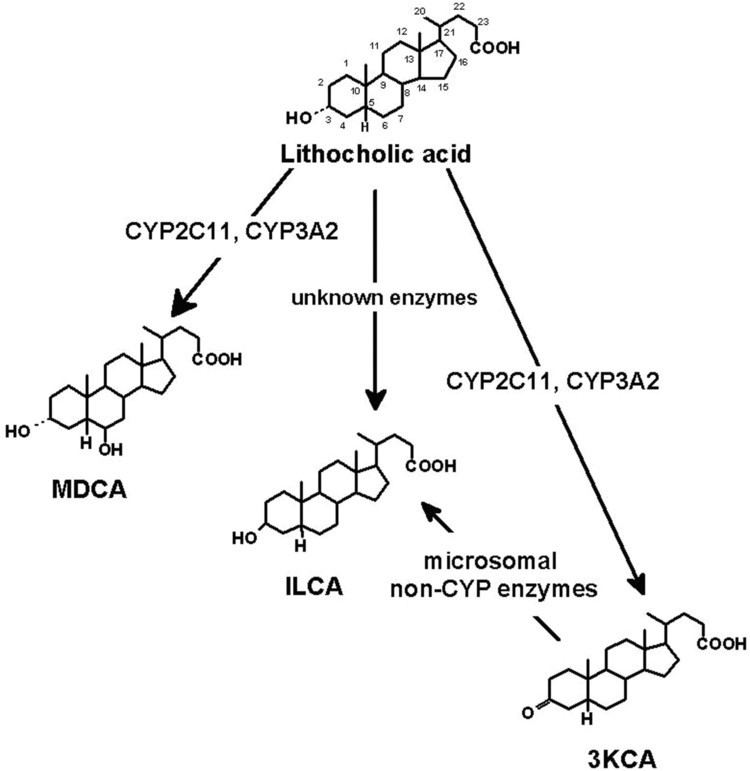 Lithocholic acid Biotransformation of Lithocholic Acid by Rat Hepatic Microsomes