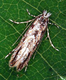 Lithocolletinae httpsuploadwikimediaorgwikipediacommonsthu