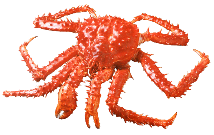 Lithodes santolla Centolla Crab