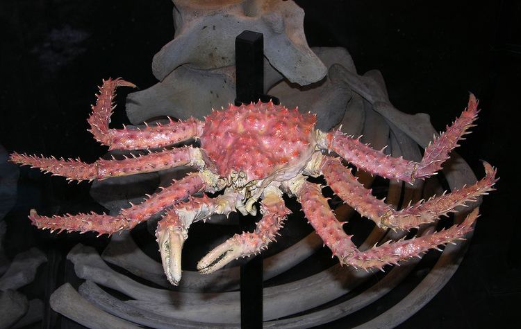 Lithodes santolla Centolla or Chilean king crab Lithodes santolla in the M Flickr