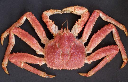 Lithodes santolla A contribution to the sustainability of the southern king crab