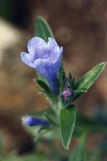 Lithodora oleifolia httpsuploadwikimediaorgwikipediacommonsthu