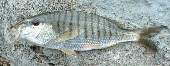 Lithognathus Salmon Basse Marbre MORMORA or Lithognathus Mormyrus Product