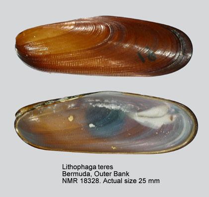 Lithophaga HomeNATURAL HISTORY MUSEUM ROTTERDAM Mollusca Bivalvia