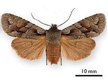 Lithophane (moth) httpsuploadwikimediaorgwikipediacommonsthu