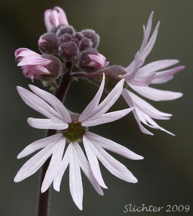 Lithophragma Smallflowered Prairie Star Smallflowered Woodlandstar