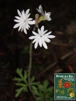 Lithophragma parviflorum Saxifragaceae Saxifrage Family Identify plants and flowers